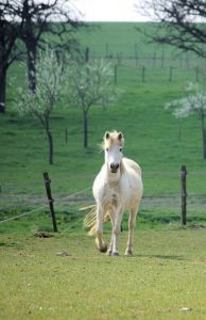 white horse front view in spring farm