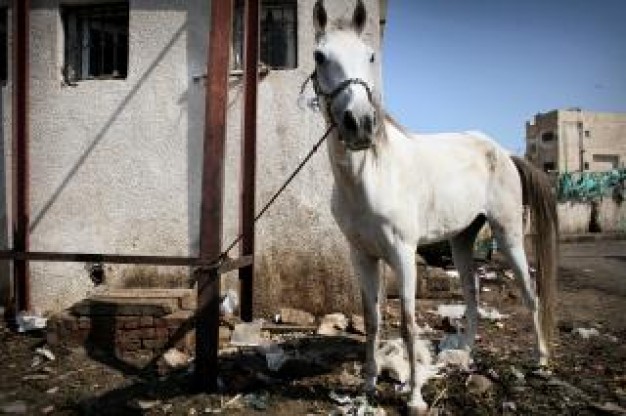 white horse kept by trash