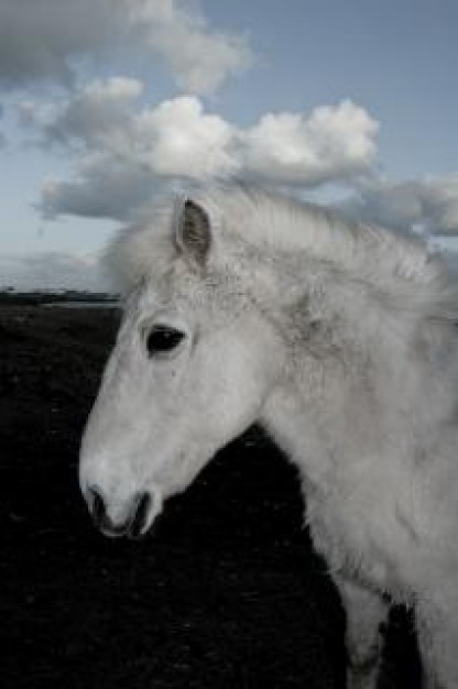 white Icelandic horse icelandic horse fur about Horse Breeds