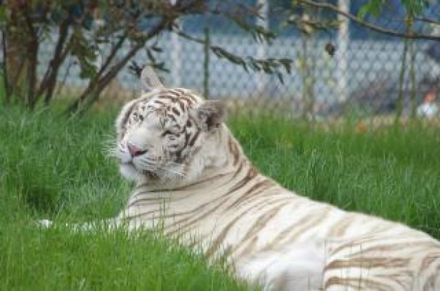 white Ireland tiger rare about zoo photo Indochina