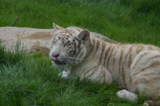 white Ireland tiger rare cat about zoo life photo
