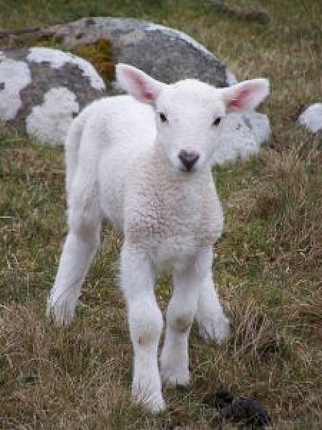 white lamb sheep looking at you at field