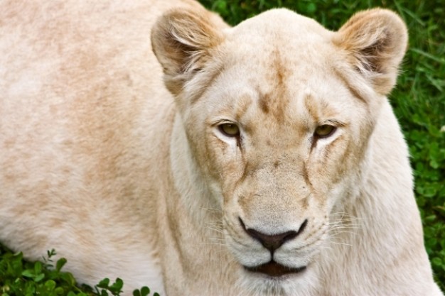 white lioness lying on the grass