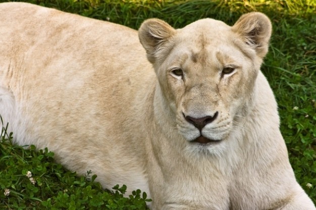 white lionness close-up lying at grass and looking at you