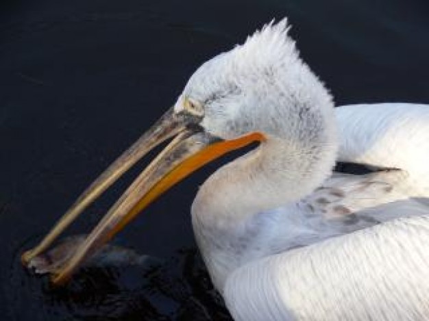 white pelecanus crispus with long mouth swimming in water