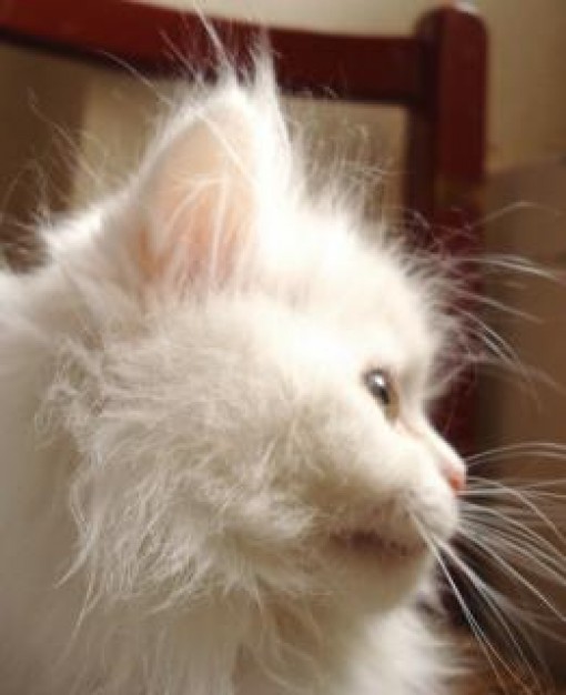 white Pets cat head furry about Recreation One-Cat Homes