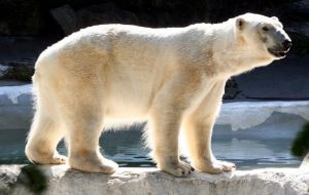 white polar bear side view facial at river side