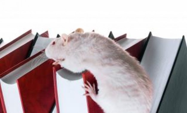 white rat climbing red books