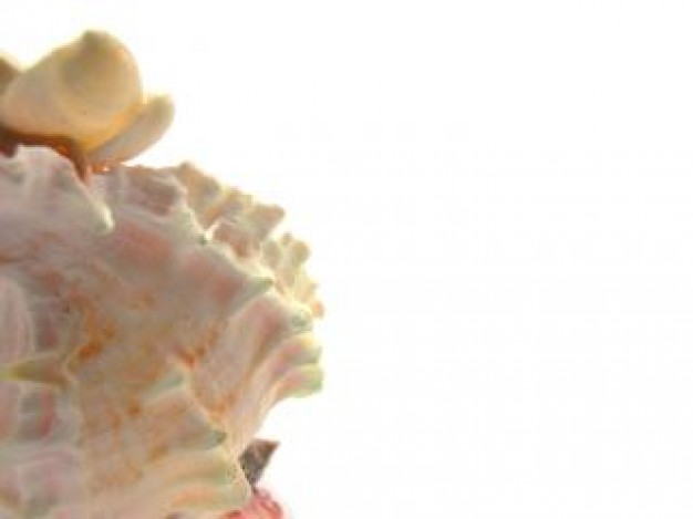 white sea shell travel close-up