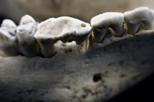 white sheep skull close-up