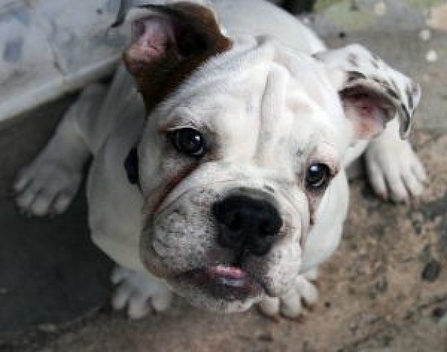 white sofia dog lying and looking to you