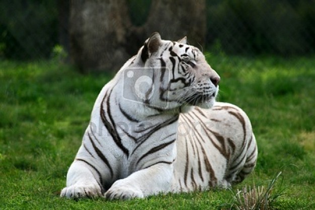 white tiger lying at grass over pink tree brown