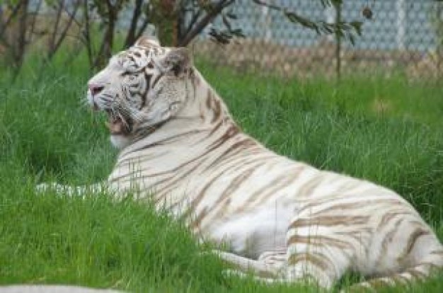 white tiger lying at zoo grassland about animal life