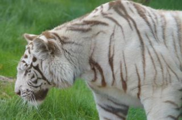 white tiger stripes side view with green grassland background