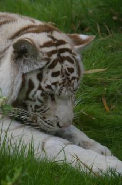 white Tiger tiger animal resting on glass about Carnivore Biology