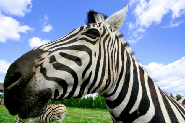 wide angle zebra in side view with blue sky background