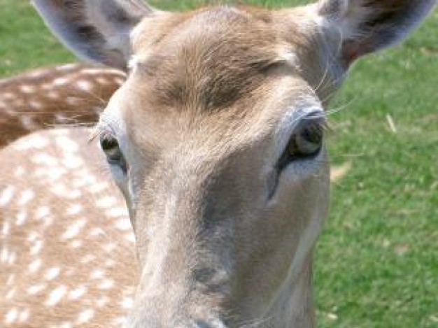 wild Deer young deer close-up about grassland