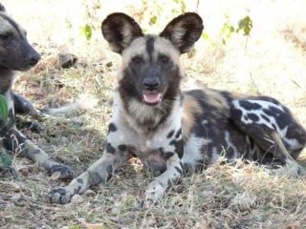 wild dog lying on field