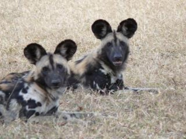 wild dogs looking at you lying on dry grassland
