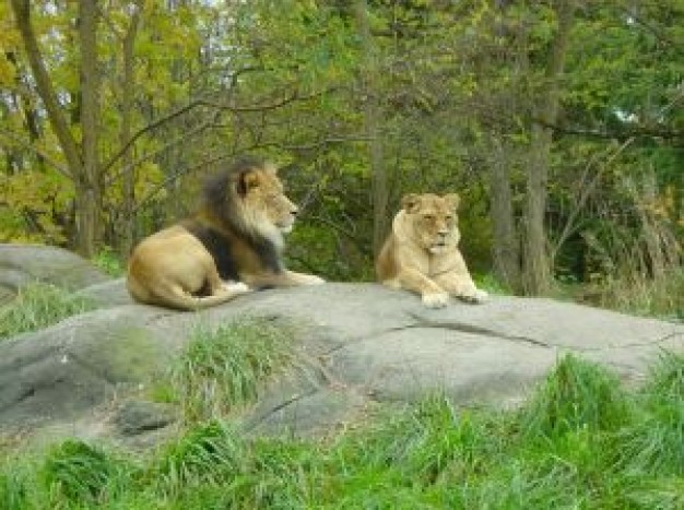 wildlife lions resting at rock in forest