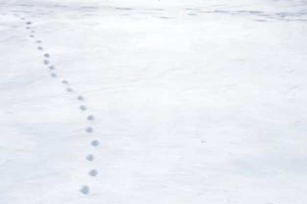 winter landscape that snow with tracks