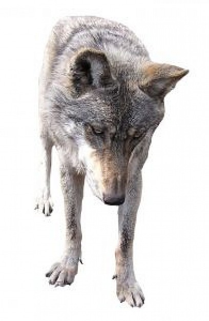 wolf looking at floor