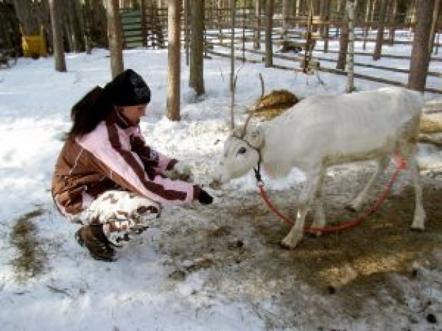 woman feeding a reindeer in the forest