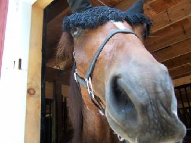 wonderful Horse world of animals Closeup about Breeders Sports