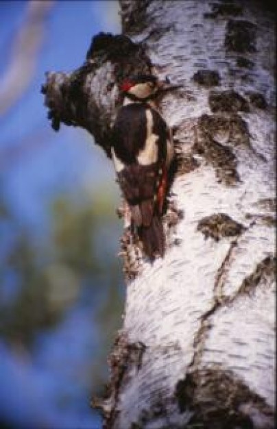 Woodpecker bird standing at tree woodpecker about Biology Flora and Fauna