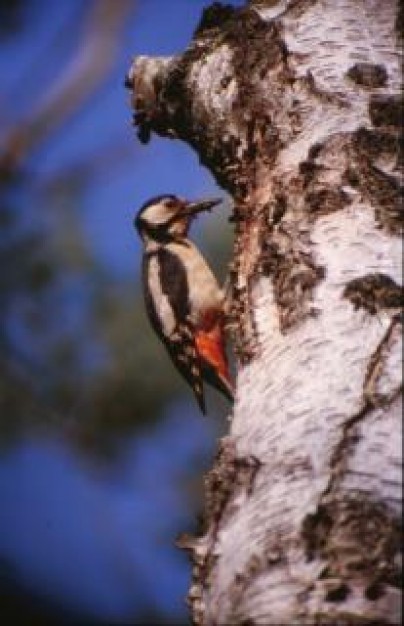 Woodpecker bird wood standing on tree trunk
