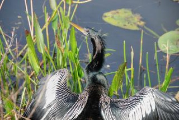 worried bird florida january at field river side