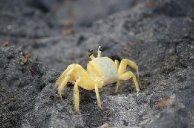 yellow Crab Fish and Seafood on black beach omnivore about Shellfish Japan