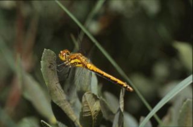 yellow dragonfly wings animal stopping on leaf