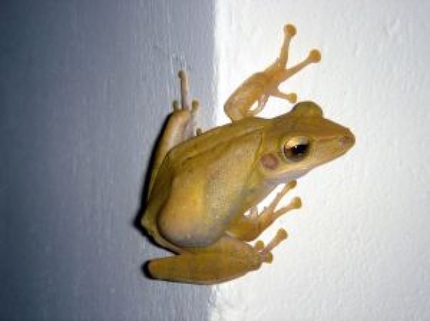 yellow Frog Reptiles and Amphibians about Frogs and Toads Pets