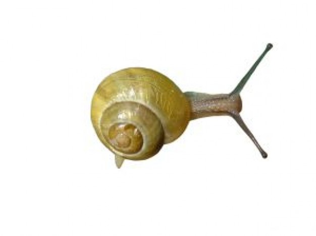 yellow Snail clawing Animals about Agriculture Gastropod shell