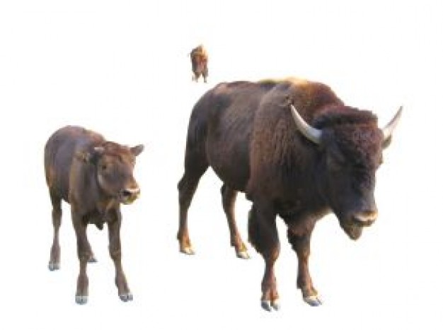 Yellowstone National Park bison Bison about Montana United States Army Buffalo  New York Western