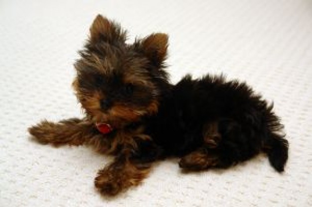 Yorkshire Terrier yorky Dog lying on ground about Pets Recreation Loki Yorkshire and the Humber New