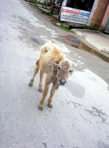 young buffello dog walking at street