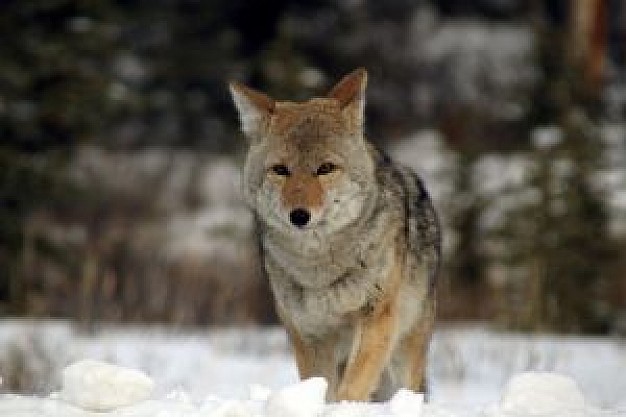 young coyote wolf running over snow forest