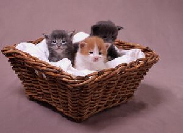 Young kitty cats sitting in brown basket