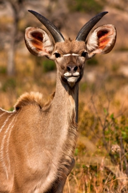 young kudu looking at you at field outdoor