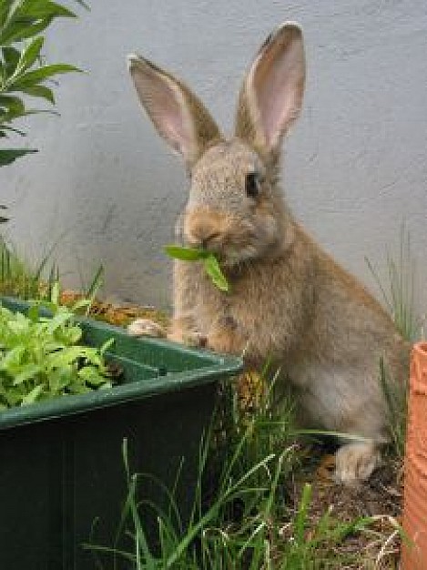 young rabbit eating grass in corner