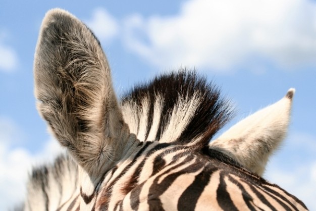 zebra ears close-up with blue sky background