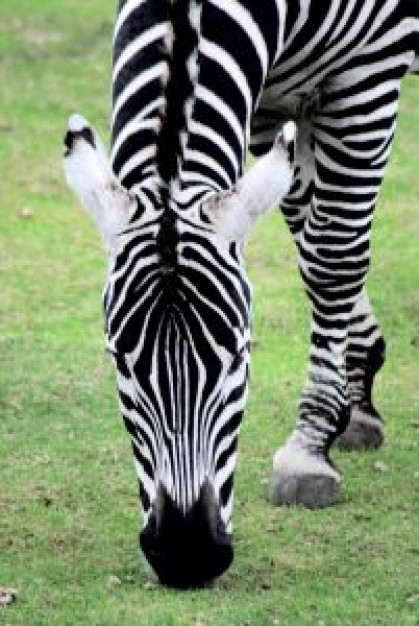 zebra eating grass at field