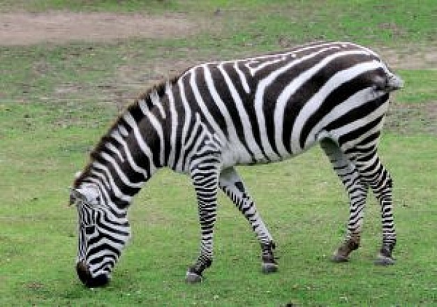 Zebra Equidae eating grass about Africa Grévy's zebra