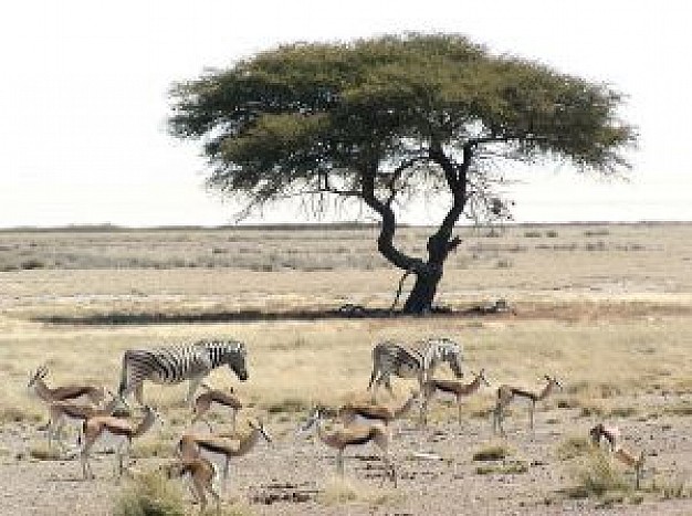Zebra Etosha and alone tree in field