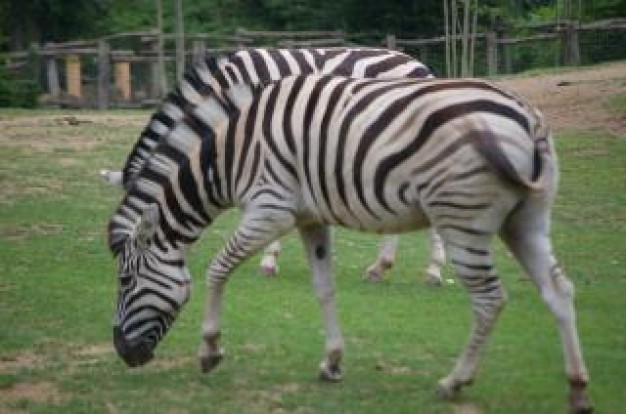 Zebra Kenya nature about Africa South Africa