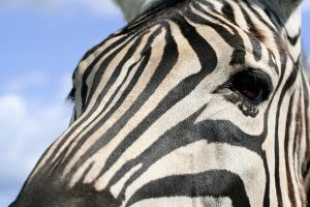 zebra macro head close-up facial with blue sky background