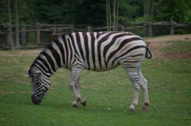 zebra nature landscape eating grass