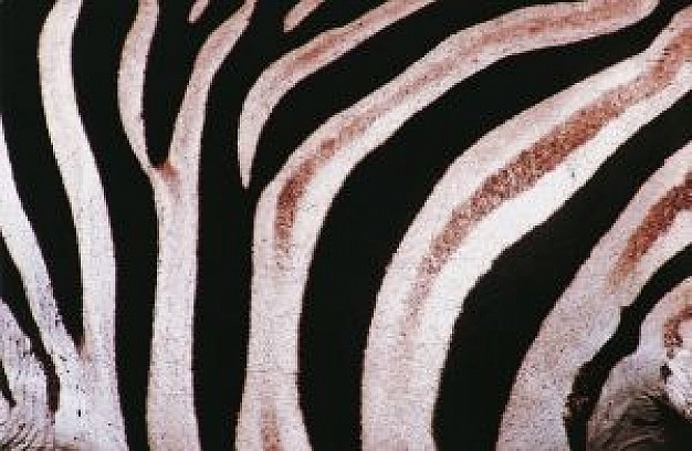 zebra shell pattern in black and white